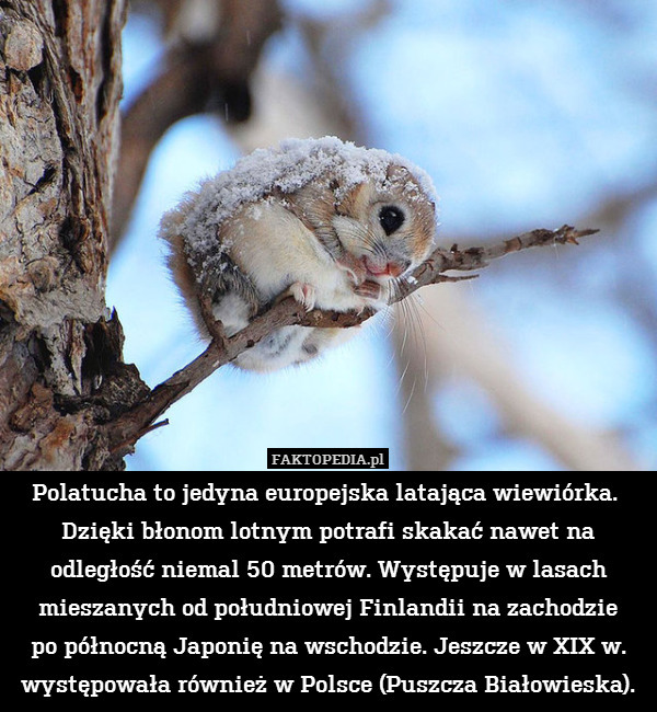 Polatucha to jedyna europejska latająca wiewiórka.  Dzięki błonom lotnym potrafi skakać nawet na odległość niemal 50 metrów. Występuje w lasach mieszanych od południowej Finlandii na zachodzie
po północną Japonię na wschodzie. Jeszcze w XIX w. występowała również w Polsce (Puszcza Białowieska). 