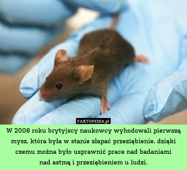 W 2008 roku brytyjscy naukowcy wyhodowali pierwszą mysz, która była w stanie złapać przeziębienie, dzięki czemu można było usprawnić prace nad badaniami
nad astmą i przeziębieniem u ludzi. 