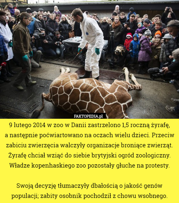 9 lutego 2014 w zoo w Danii zastrzelono 1,5 roczną żyrafę,
 a następnie poćwiartowano na oczach wielu dzieci. Przeciw zabiciu zwierzęcia walczyły organizacje broniące zwierząt. Żyrafę chciał wziąć do siebie brytyjski ogród zoologiczny. Władze kopenhaskiego zoo pozostały głuche na protesty.

Swoją decyzję tłumaczyły dbałością o jakość genów populacji; zabity osobnik pochodził z chowu wsobnego. 
