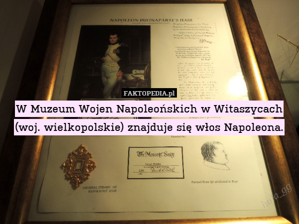 W Muzeum Wojen Napoleońskich w Witaszycach (woj. wielkopolskie) znajduje się włos Napoleona. 