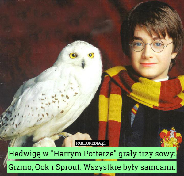 Hedwigę w "Harrym Potterze" grały trzy sowy: Gizmo, Ook i Sprout. Wszystkie były samcami. 