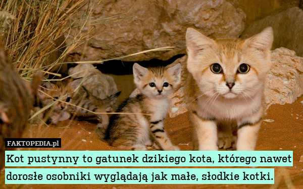 Kot pustynny to gatunek dzikiego kota, którego nawet dorosłe osobniki wyglądają jak małe, słodkie kotki. 