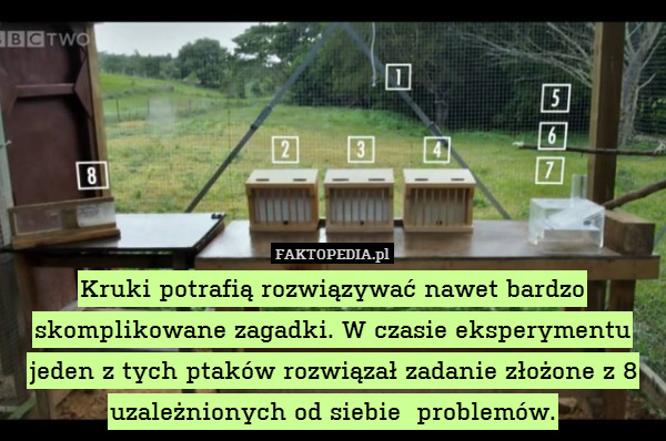 Kruki potrafią rozwiązywać nawet bardzo skomplikowane zagadki. W czasie eksperymentu jeden z tych ptaków rozwiązał zadanie złożone z 8 uzależnionych od siebie  problemów. 