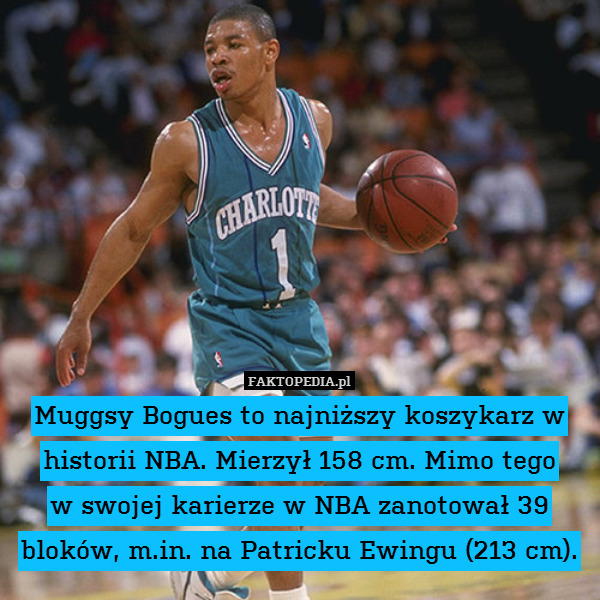 Muggsy Bogues to najniższy koszykarz w historii NBA. Mierzył 158 cm. Mimo tego
w swojej karierze w NBA zanotował 39 bloków, m.in. na Patricku Ewingu (213 cm). 