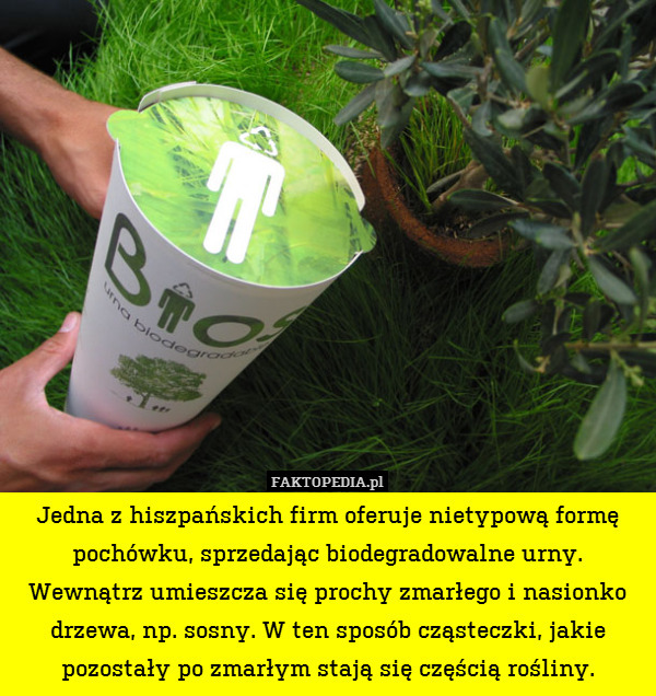 Jedna z hiszpańskich firm oferuje nietypową formę pochówku, sprzedając biodegradowalne urny. Wewnątrz umieszcza się prochy zmarłego i nasionko drzewa, np. sosny. W ten sposób cząsteczki, jakie pozostały po zmarłym stają się częścią rośliny. 