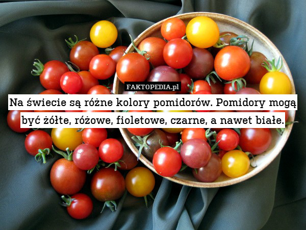 Na świecie są różne kolory pomidorów. Pomidory mogą być żółte, różowe, fioletowe, czarne, a nawet białe. 