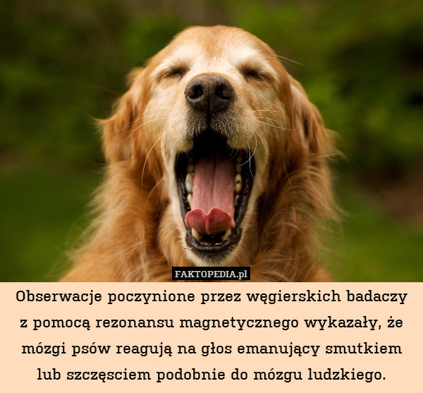 Obserwacje poczynione przez węgierskich badaczy
z pomocą rezonansu magnetycznego wykazały, że mózgi psów reagują na głos emanujący smutkiem lub szczęsciem podobnie do mózgu ludzkiego. 