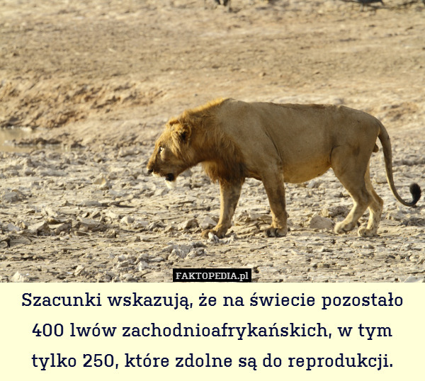 Szacunki wskazują, że na świecie pozostało 400 lwów zachodnioafrykańskich, w tym tylko 250, które zdolne są do reprodukcji. 