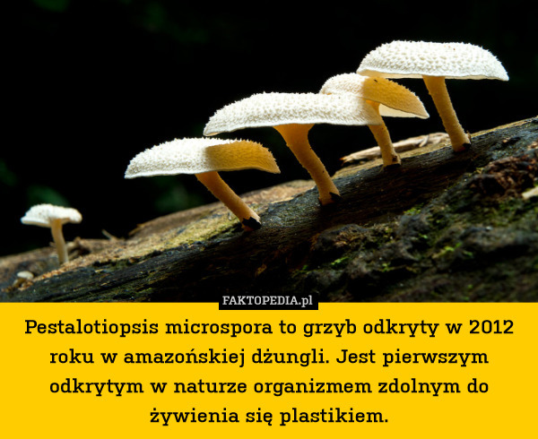 Pestalotiopsis microspora to grzyb odkryty w 2012 roku w amazońskiej dżungli. Jest pierwszym odkrytym w naturze organizmem zdolnym do żywienia się plastikiem. 