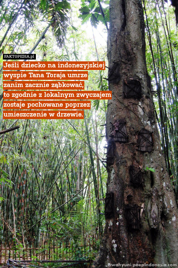 Jeśli dziecko na indonezyjskiej
wyspie Tana Toraja umrze
zanim zacznie ząbkować,
to zgodnie z lokalnym zwyczajem
zostaje pochowane poprzez
umieszczenie w drzewie. 