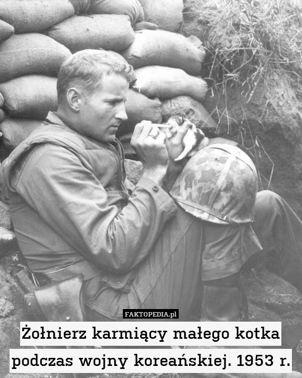 Żołnierz karmiący małego kotka
podczas wojny koreańskiej. 1953 r. 