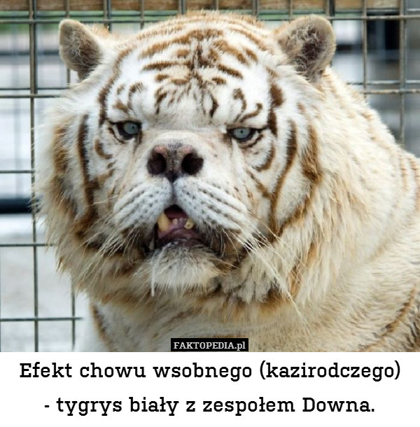 Efekt chowu wsobnego (kazirodczego)
- tygrys biały z zespołem Downa. 