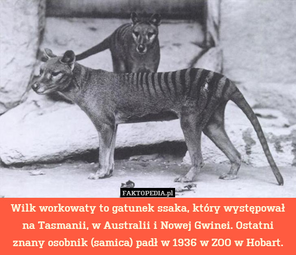Wilk workowaty to gatunek ssaka, który występował na Tasmanii, w Australii i Nowej Gwinei. Ostatni znany osobnik (samica) padł w 1936 w ZOO w Hobart. 