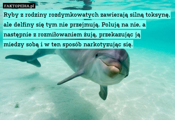 Ryby z rodziny rozdymkowatych zawierają silną toksynę, ale delfiny się tym nie przejmują. Polują na nie, a następnie z rozmiłowaniem żują, przekazując ją
miedzy sobą i w ten sposób narkotyzując się. 