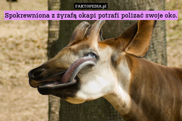 Spokrewniona z żyrafą okapi potrafi polizać swoje oko. 