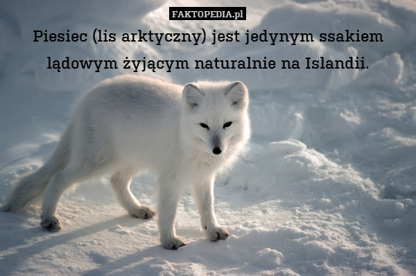 Piesiec (lis arktyczny) jest jedynym ssakiem lądowym żyjącym naturalnie na Islandii. 