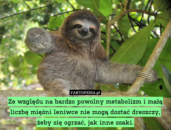Ze względu na bardzo powolny metabolizm i małą liczbę mięśni leniwce nie mogą dostać dreszczy, żeby się ogrzać, jak inne ssaki. 