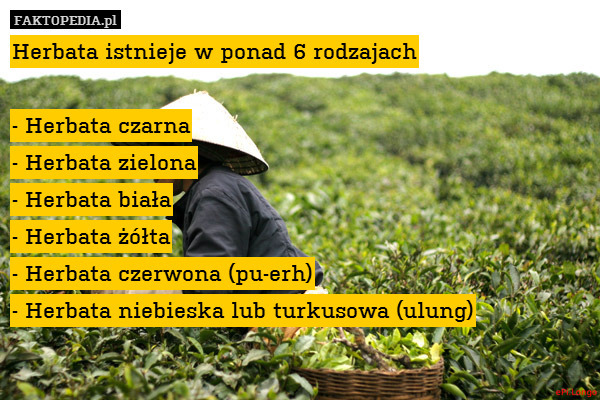 Herbata istnieje w ponad 6 rodzajach

- Herbata czarna
- Herbata zielona
- Herbata biała
- Herbata żółta
- Herbata czerwona (pu-erh)
- Herbata niebieska lub turkusowa (ulung) 