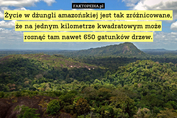 Życie w dżungli amazońskiej jest tak zróżnicowane, że na jednym kilometrze kwadratowym może
rosnąć tam nawet 650 gatunków drzew. 
