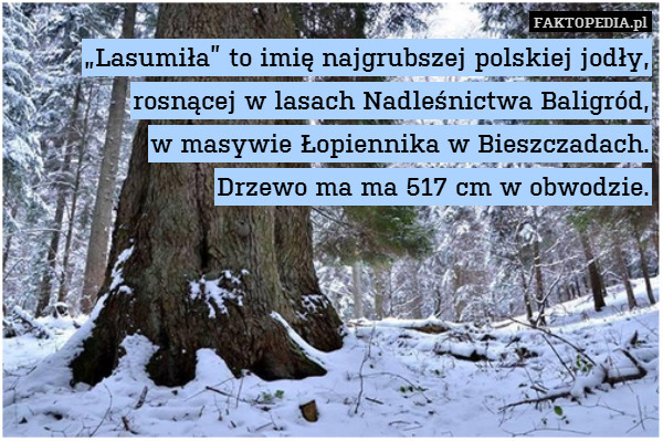 „Lasumiła” to imię najgrubszej polskiej jodły, rosnącej w lasach Nadleśnictwa Baligród,
w masywie Łopiennika w Bieszczadach.
Drzewo ma ma 517 cm w obwodzie. 