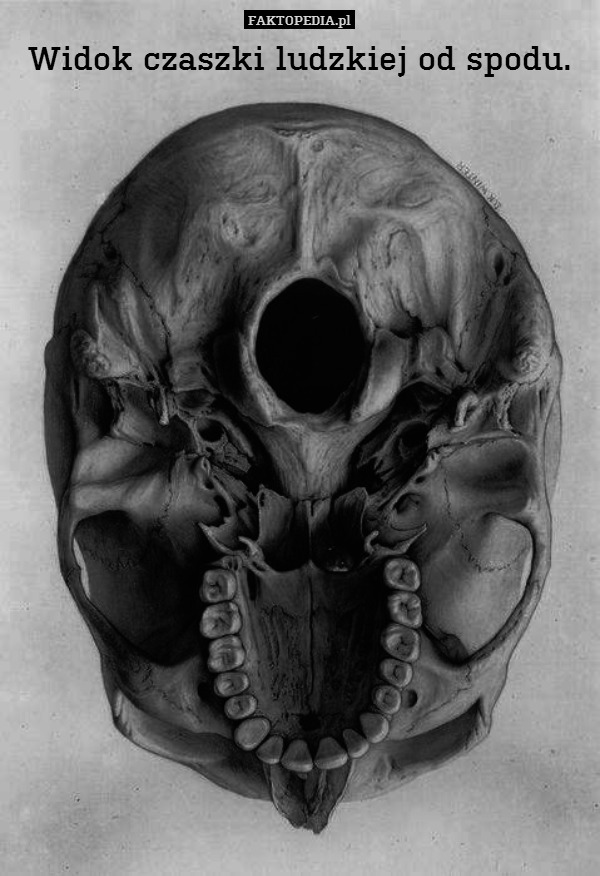 Widok czaszki ludzkiej od spodu. 