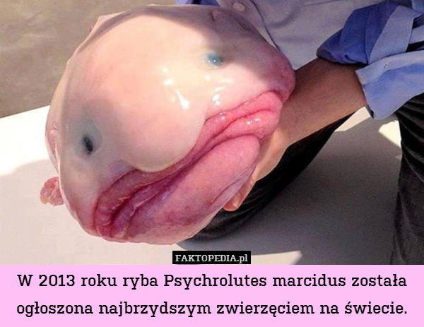 W 2013 roku ryba Psychrolutes marcidus została ogłoszona najbrzydszym zwierzęciem na świecie. 