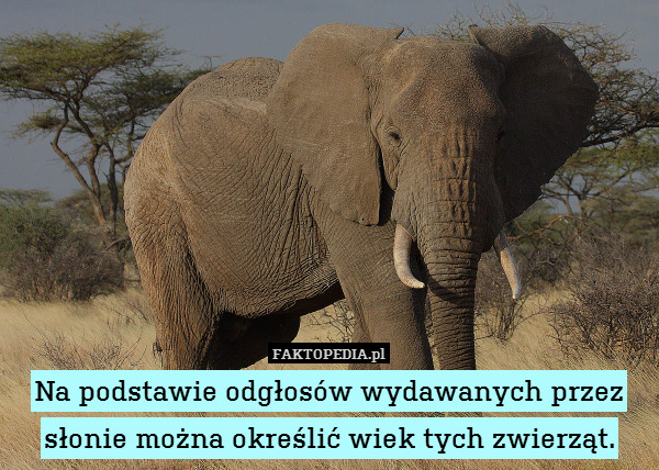Na podstawie odgłosów wydawanych przez słonie można określić wiek tych zwierząt. 