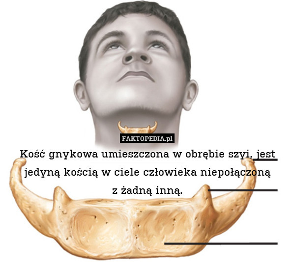 Kość gnykowa umieszczona w obrębie szyi, jest jedyną kością w ciele człowieka niepołączoną
z żadną inną. 