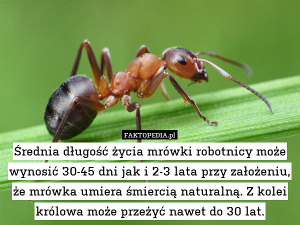 Średnia długość życia mrówki robotnicy może wynosić 30-45 dni jak i 2-3 lata przy założeniu, że mrówka umiera śmiercią naturalną. Z kolei królowa może przeżyć nawet do 30 lat. 