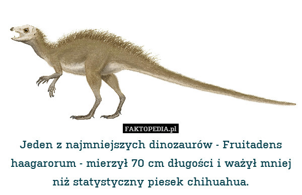 Jeden z najmniejszych dinozaurów - Fruitadens haagarorum - mierzył 70 cm długości i ważył mniej niż statystyczny piesek chihuahua. 