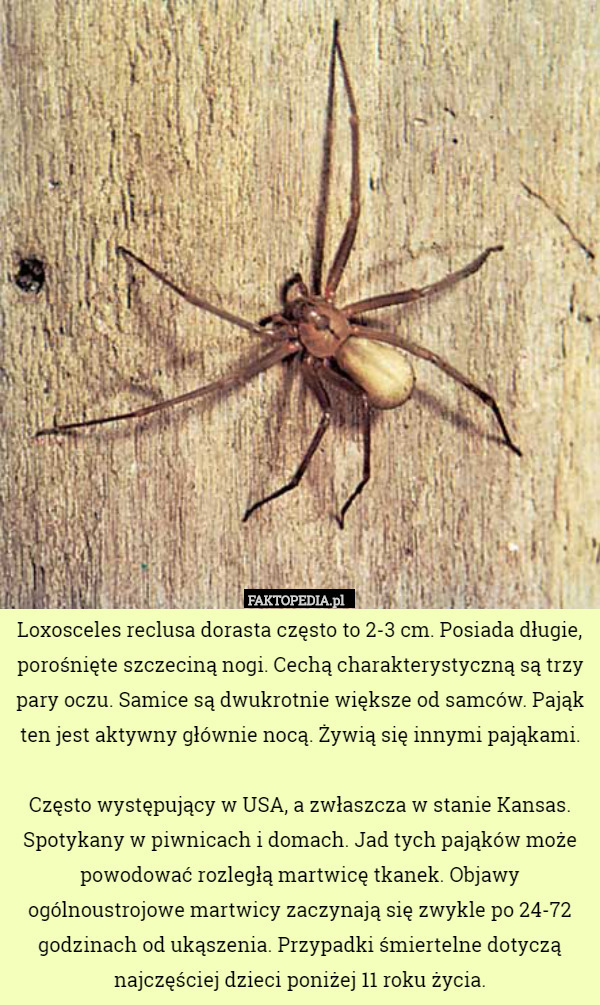Loxosceles reclusa dorasta często to 2-3 cm. Posiada długie, porośnięte szczeciną nogi. Cechą charakterystyczną są trzy pary oczu. Samice są dwukrotnie większe od samców. Pająk ten jest aktywny głównie nocą. Żywią się innymi pająkami.

Często występujący w USA, a zwłaszcza w stanie Kansas. Spotykany w piwnicach i domach. Jad tych pająków może powodować rozległą martwicę tkanek. Objawy ogólnoustrojowe martwicy zaczynają się zwykle po 24-72 godzinach od ukąszenia. Przypadki śmiertelne dotyczą najczęściej dzieci poniżej 11 roku życia. 
