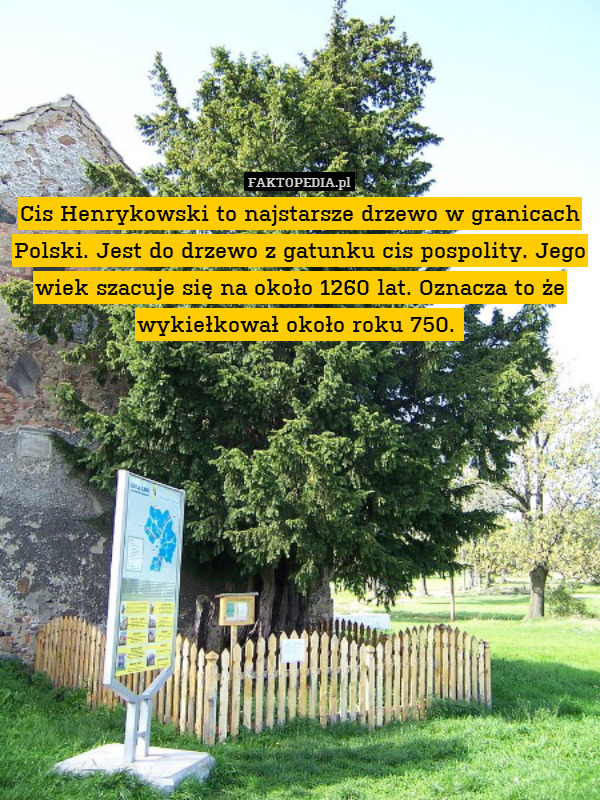Cis Henrykowski to najstarsze drzewo w granicach Polski. Jest do drzewo z gatunku cis pospolity. Jego wiek szacuje się na około 1260 lat. Oznacza to że wykiełkował około roku 750. 