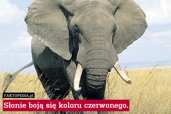Słonie boją się koloru czerwonego. 