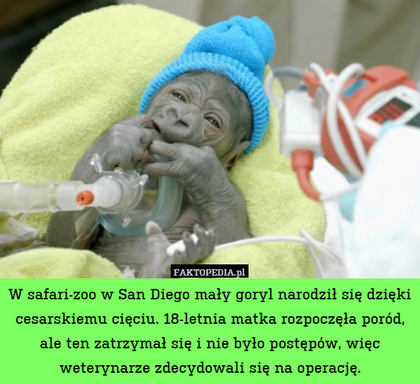 W safari-zoo w San Diego mały goryl narodził się dzięki cesarskiemu cięciu. 18-letnia matka rozpoczęła poród, ale ten zatrzymał się i nie było postępów, więc weterynarze zdecydowali się na operację. 