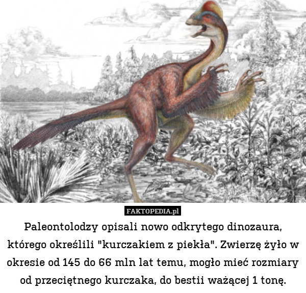 Paleontolodzy opisali nowo odkrytego dinozaura, którego określili "kurczakiem z piekła". Zwierzę żyło w okresie od 145 do 66 mln lat temu, mogło mieć rozmiary od przeciętnego kurczaka, do bestii ważącej 1 tonę. 