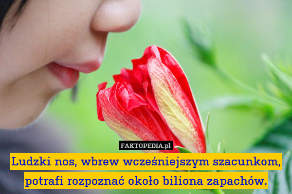 Ludzki nos, wbrew wcześniejszym szacunkom, potrafi rozpoznać około biliona zapachów. 