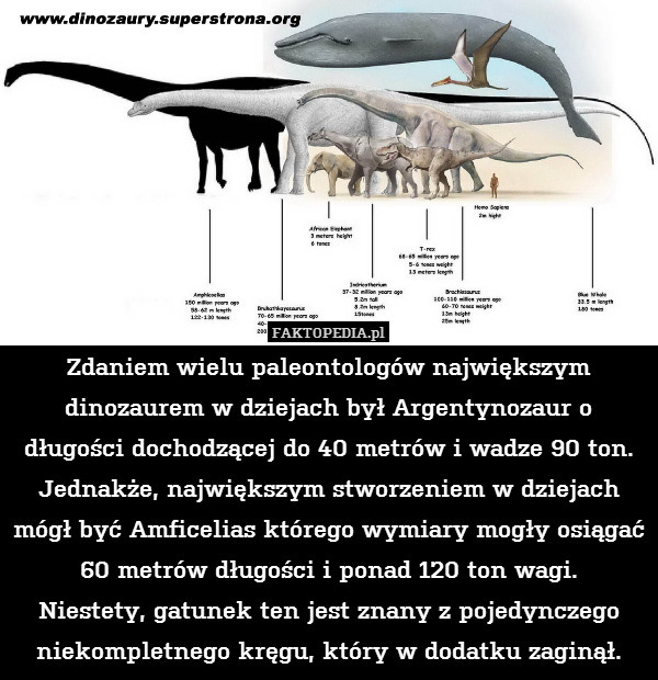 Zdaniem wielu paleontologów największym dinozaurem w dziejach był Argentynozaur o długości dochodzącej do 40 metrów i wadze 90 ton. Jednakże, największym stworzeniem w dziejach mógł być Amficelias którego wymiary mogły osiągać 60 metrów długości i ponad 120 ton wagi.
Niestety, gatunek ten jest znany z pojedynczego niekompletnego kręgu, który w dodatku zaginął. 