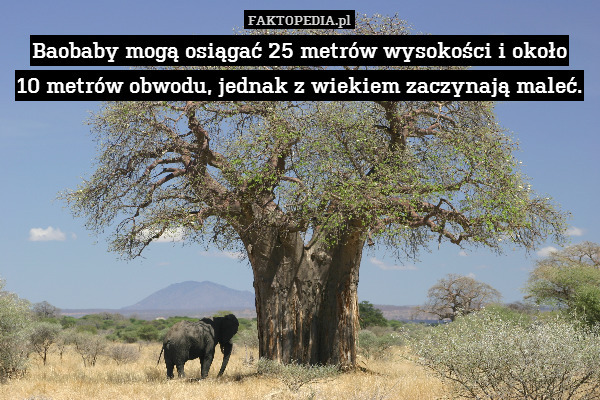Baobaby mogą osiągać 25 metrów wysokości i około
10 metrów obwodu, jednak z wiekiem zaczynają maleć. 