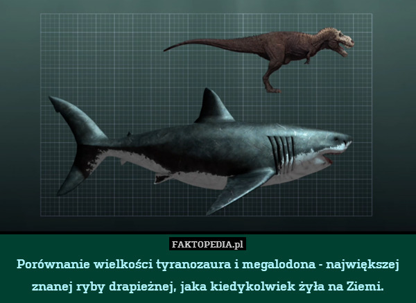 Porównanie wielkości tyranozaura i megalodona - największej znanej ryby drapieżnej, jaka kiedykolwiek żyła na Ziemi. 