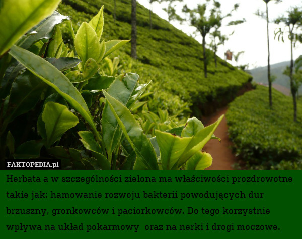 Herbata a w szczególności zielona ma właściwości prozdrowotne takie jak: hamowanie rozwoju bakterii powodujących dur brzuszny, gronkowców i paciorkowców. Do tego korzystnie wpływa na układ pokarmowy  oraz na nerki i drogi moczowe. 