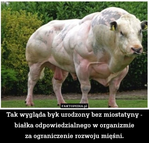 Tak wygląda byk urodzony bez miostatyny - białka odpowiedzialnego w organizmie
za ograniczenie rozwoju mięśni. 