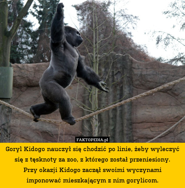 Goryl Kidogo nauczył się chodzić po linie, żeby wyleczyć się z tęsknoty za zoo, z którego został przeniesiony.
Przy okazji Kidogo zaczął swoimi wyczynami
imponować mieszkającym z nim gorylicom. 