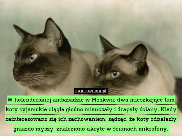 W holenderskiej ambasadzie w Moskwie dwa mieszkające tam koty syjamskie ciągle głośno miauczały i drapały ściany. Kiedy zainteresowano się ich zachowaniem, sądząc, że koty odnalazły gniazdo myszy, znaleziono ukryte w ścianach mikrofony. 