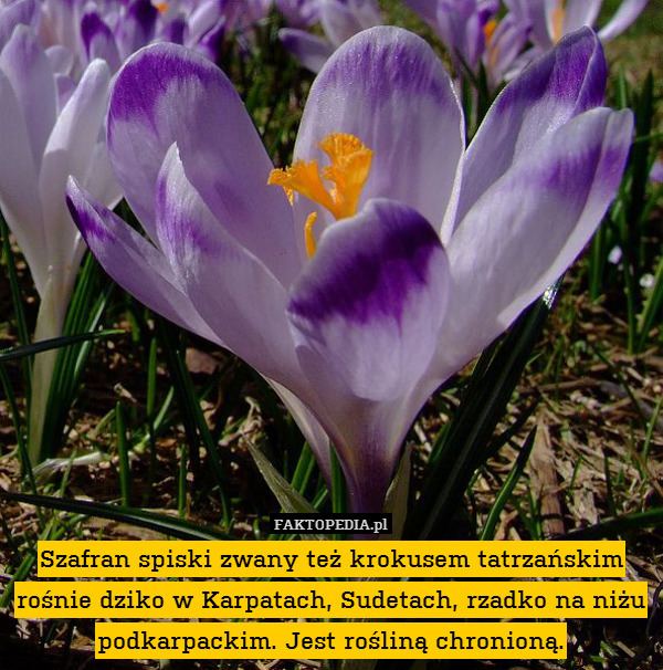 Szafran spiski zwany też krokusem tatrzańskim rośnie dziko w Karpatach, Sudetach, rzadko na niżu podkarpackim. Jest rośliną chronioną. 