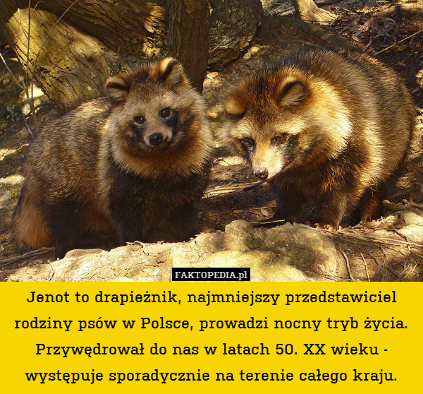 Jenot to drapieżnik, najmniejszy przedstawiciel rodziny psów w Polsce, prowadzi nocny tryb życia. Przywędrował do nas w latach 50. XX wieku - występuje sporadycznie na terenie całego kraju. 