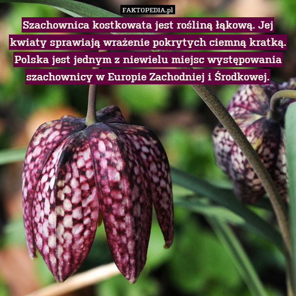 Szachownica kostkowata jest rośliną łąkową. Jej kwiaty sprawiają wrażenie pokrytych ciemną kratką. Polska jest jednym z niewielu miejsc występowania szachownicy w Europie Zachodniej i Środkowej. 