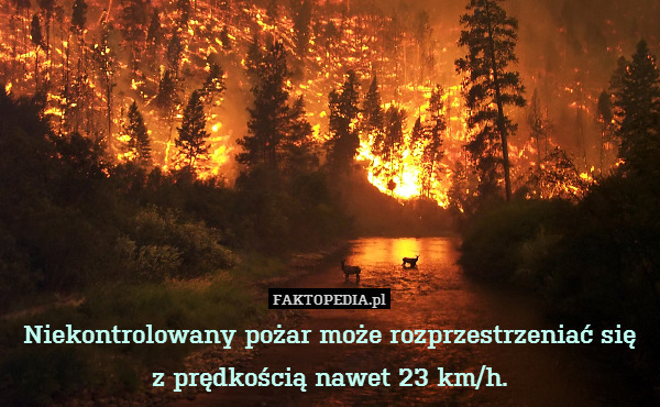 Niekontrolowany pożar może rozprzestrzeniać się
z prędkością nawet 23 km/h. 