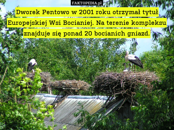 Dworek Pentowo w 2001 roku otrzymał tytuł Europejskiej Wsi Bocianiej. Na terenie kompleksu znajduje się ponad 20 bocianich gniazd. 