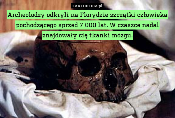 Archeolodzy odkryli na Florydzie szczątki człowieka pochodzącego sprzed 7 000 lat. W czaszce nadal znajdowały się tkanki mózgu. 