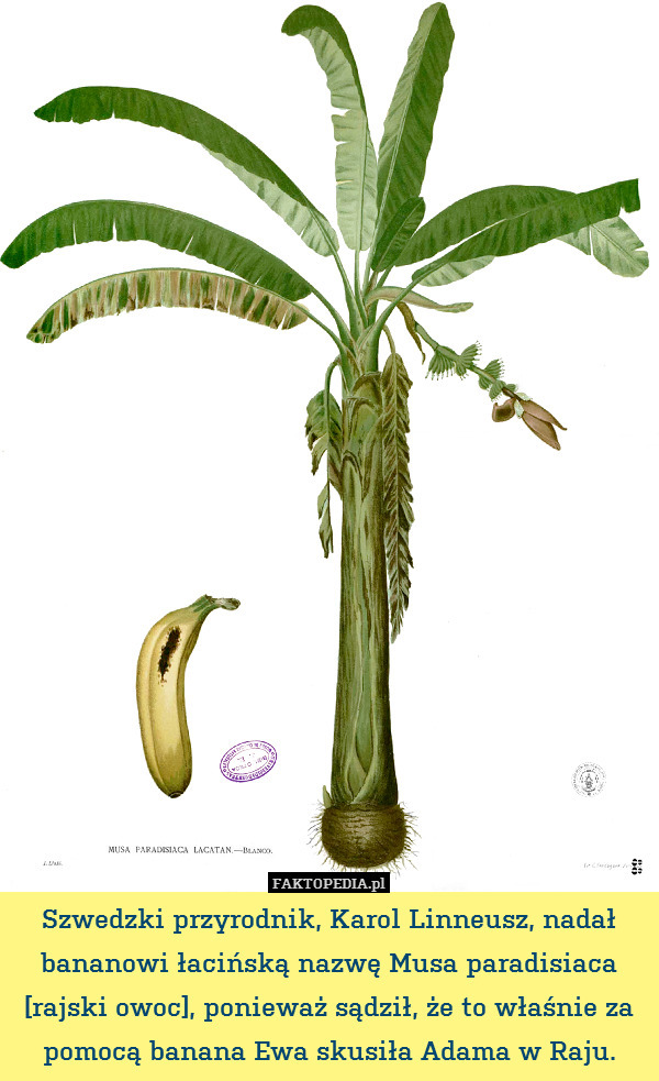 Szwedzki przyrodnik, Karol Linneusz, nadał bananowi łacińską nazwę Musa paradisiaca [rajski owoc], ponieważ sądził, że to właśnie za pomocą banana Ewa skusiła Adama w Raju. 